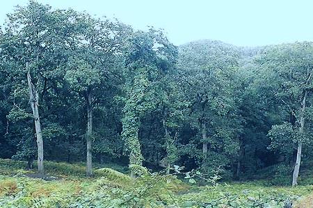Chene liege dans le massif de Collo