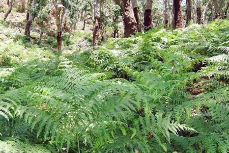 Fougere dans le massif de Collo