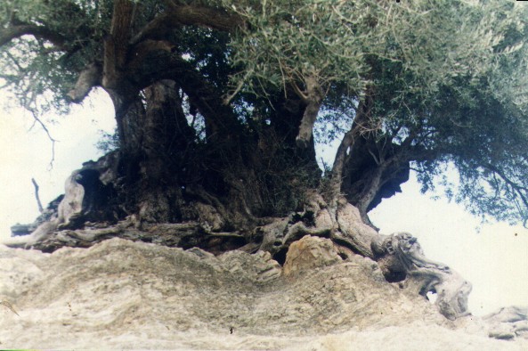 L'olivier centenaire de Zitouna